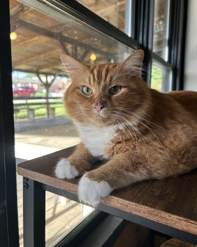 ginger cat at the Furbabies Cat Cafe in Carrolton, Georgia