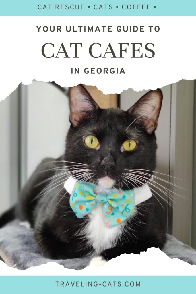 Georgia cat cafes