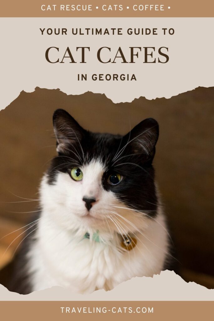 Georgia coffee shops