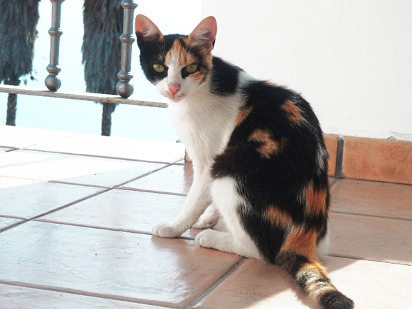 multi-colored calico cat