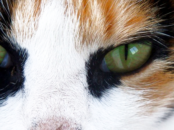 multi-colored cat eyes