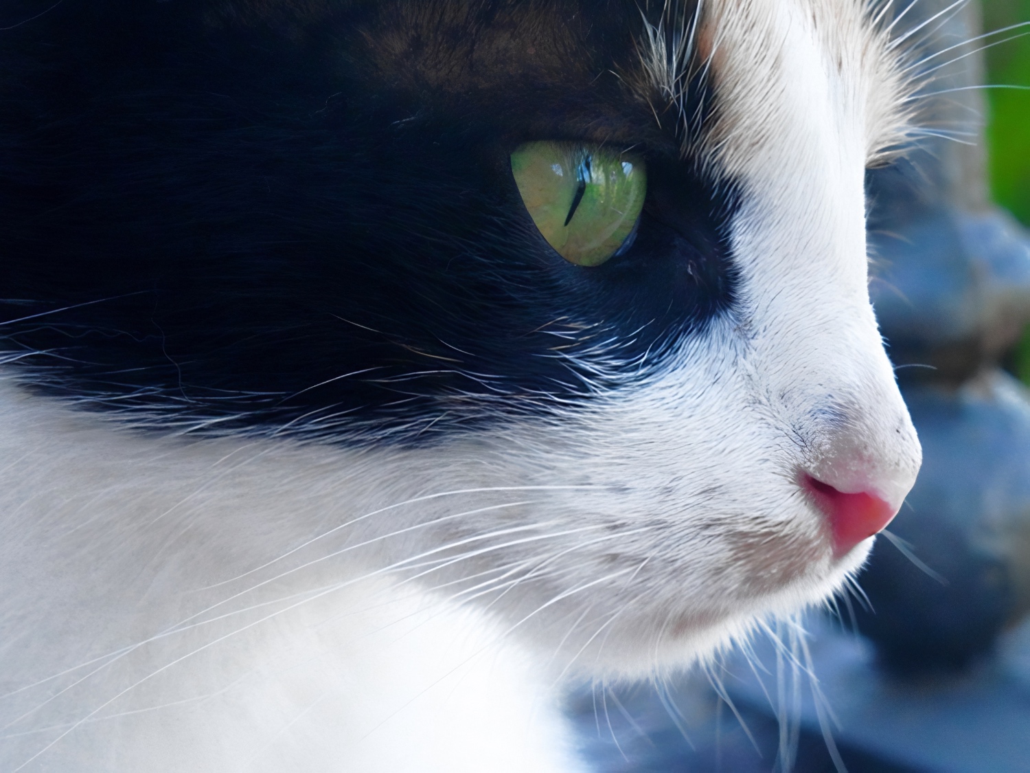 multi-colored cat with beautiful green eyes