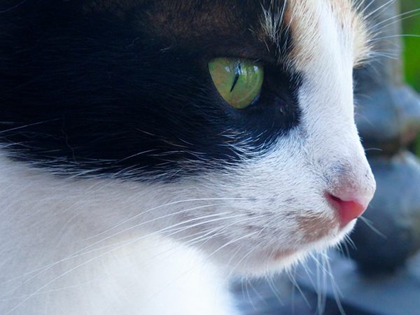multi-colored cat with beautiful green eyes
