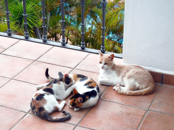 multi-colored cats bring luck