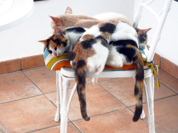 multi-colored cats