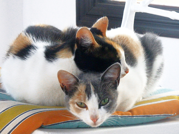 multi-colored kittens cute