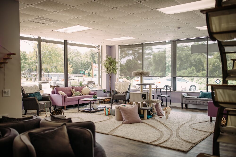 Paws Awhile Cat Cafe in Perry, Georgia