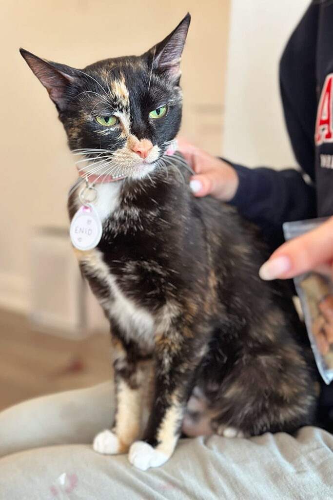 Pounce Cat Cafe in Savannah Georgia