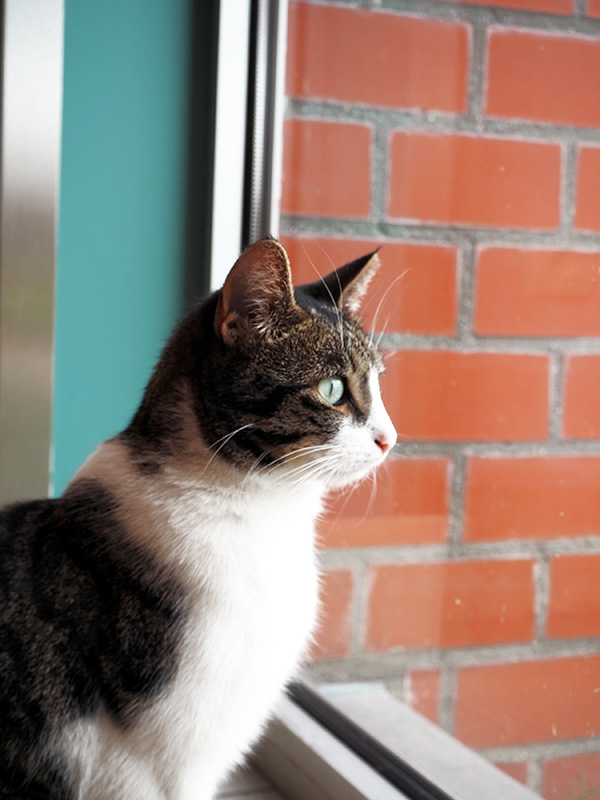 residential care centre cat