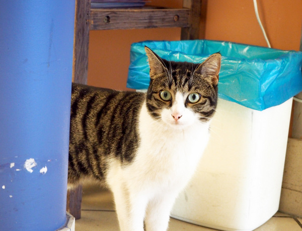 sheba the cat