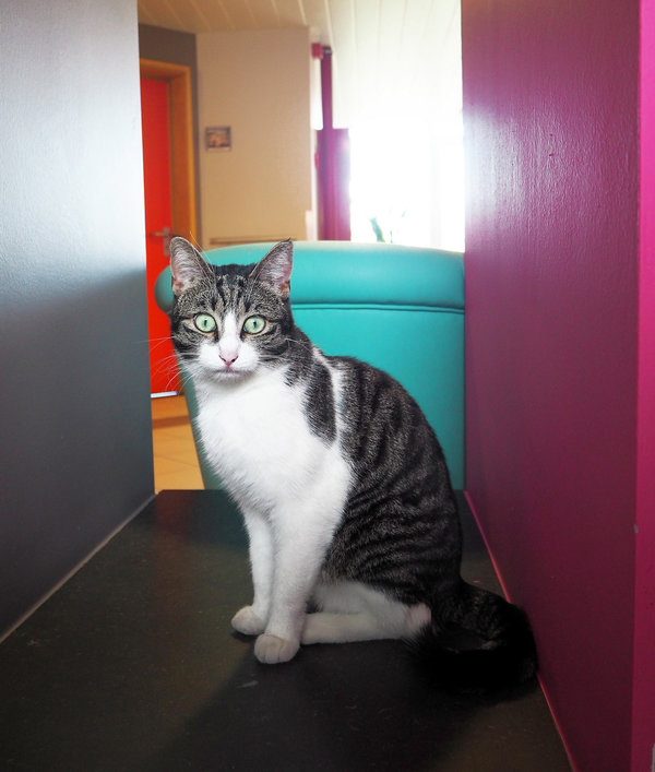 sint-amandsberg kat