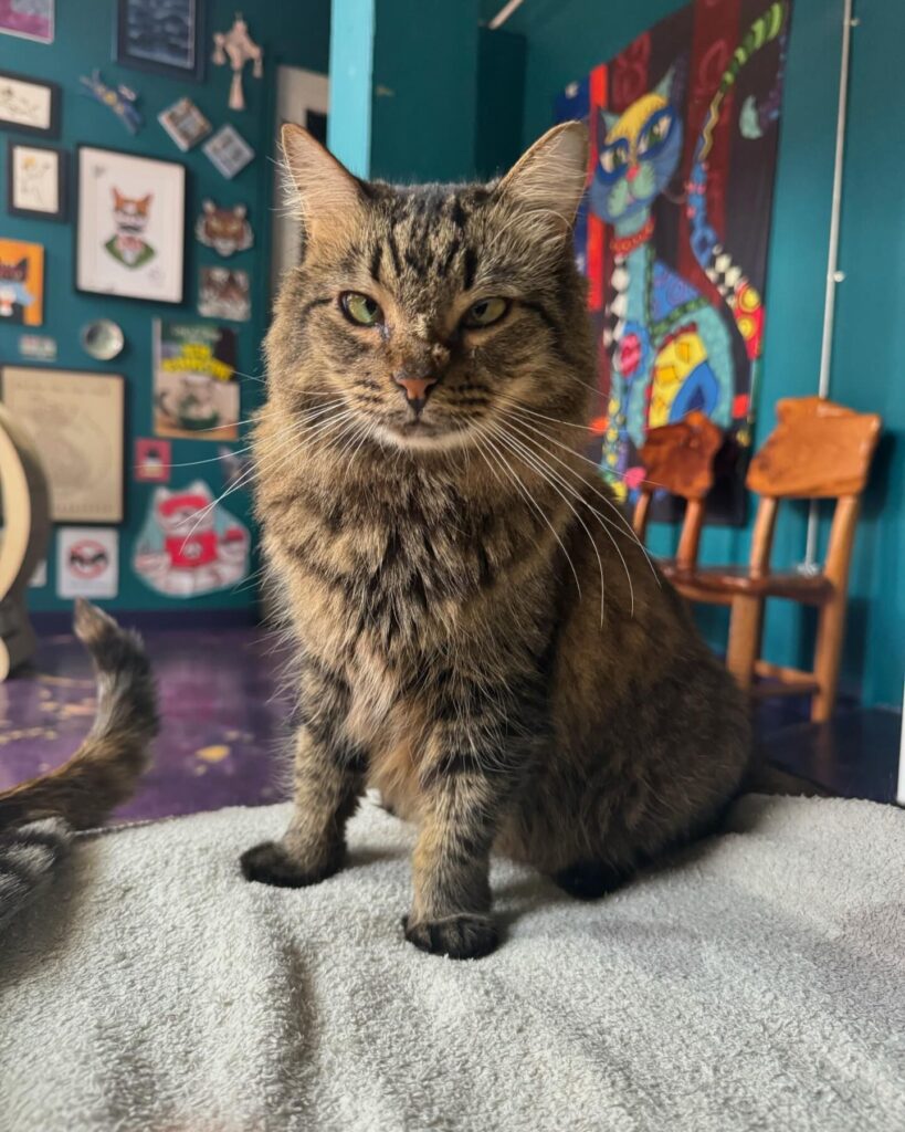 grey cat at The Frisky Whisker Cat Cafe in Atlanta, Georgia