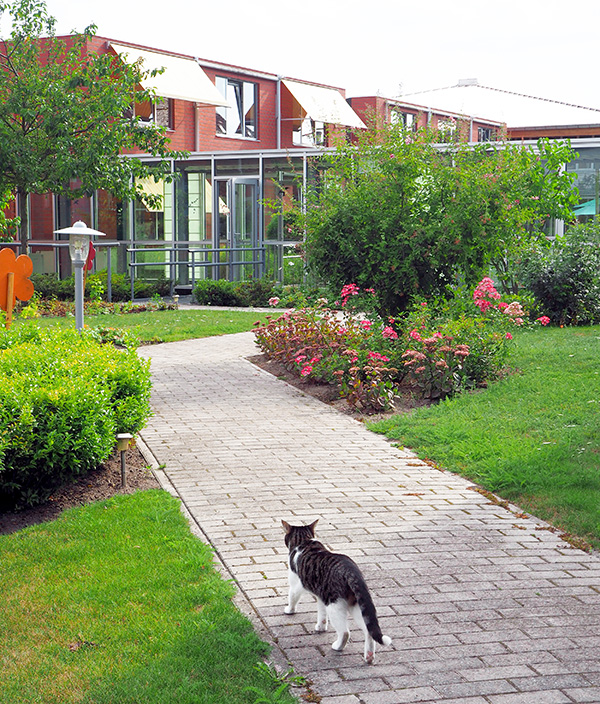 walking cat