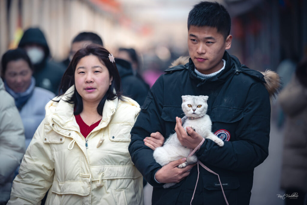 Pingyao cat