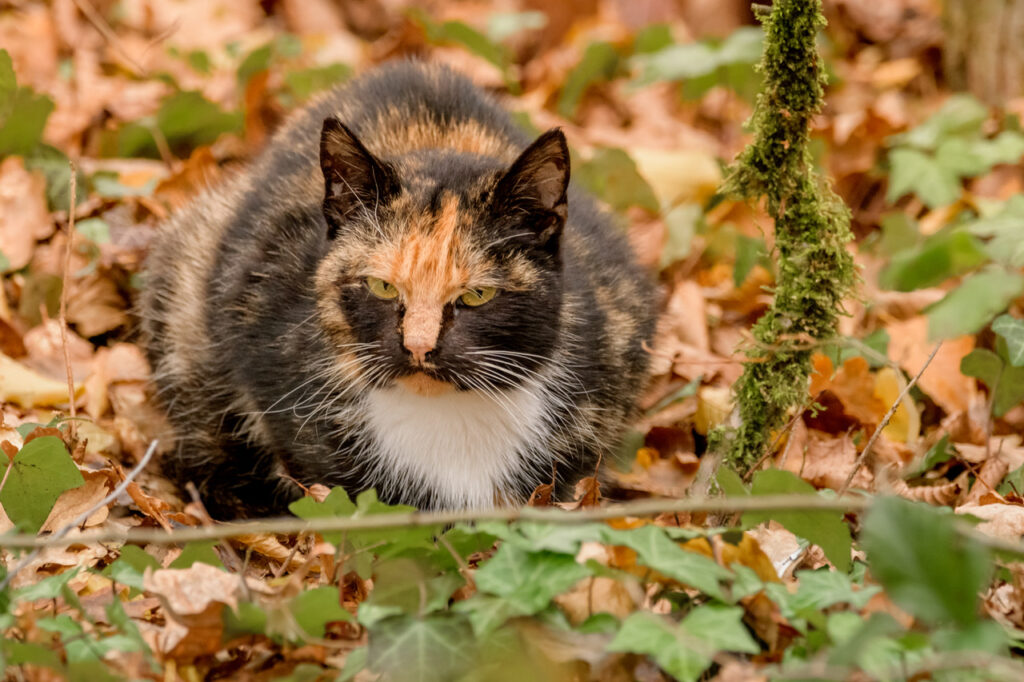 kat in Bokrijk
