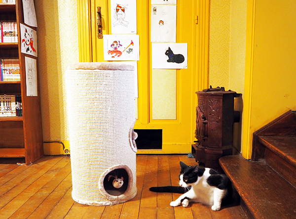cat cafe manga cafe