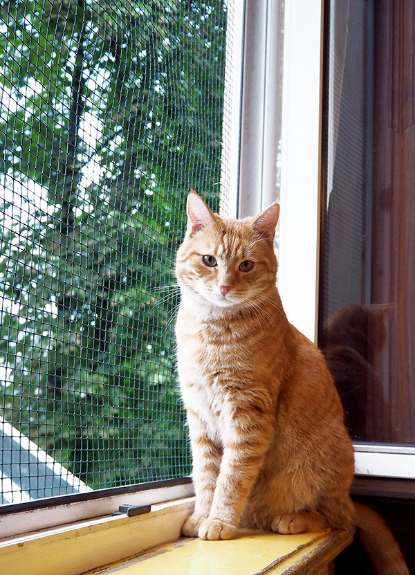 cats cafe belgium