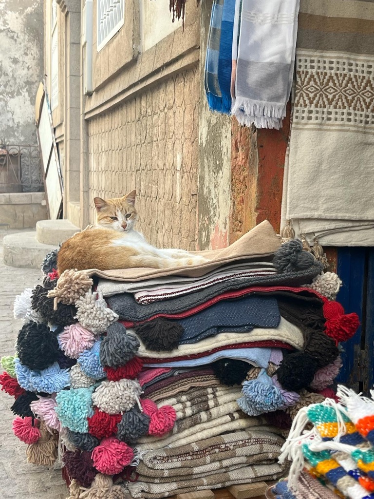 ginger cat in Essaouira
