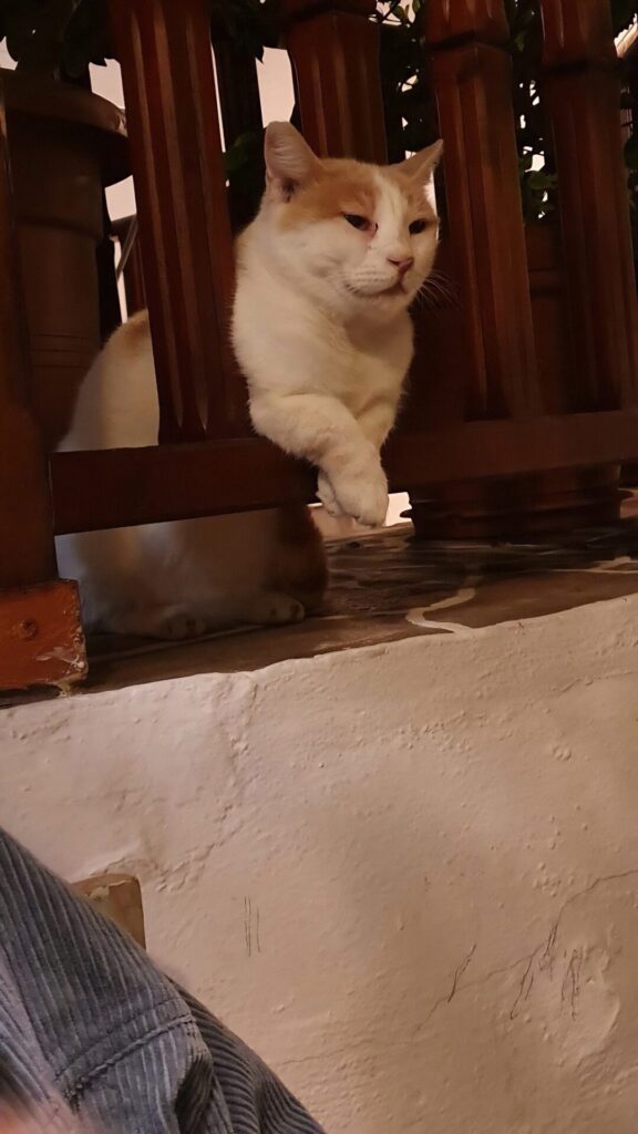 Folegandros cat