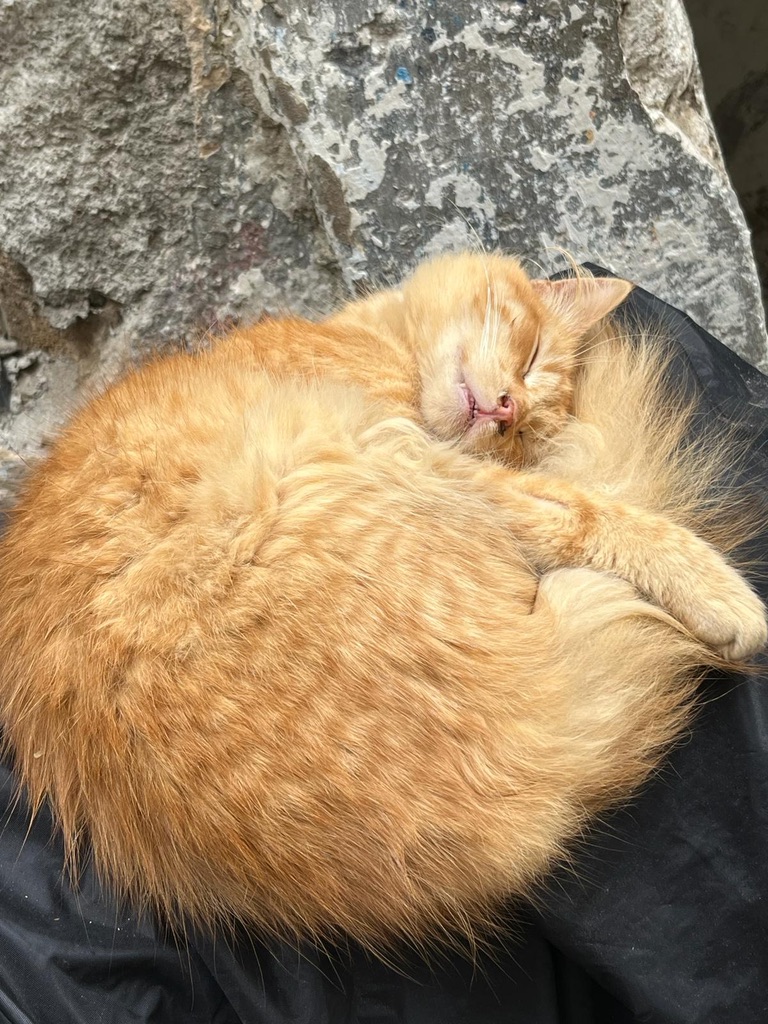 sleepy ginger cat in Essaouira