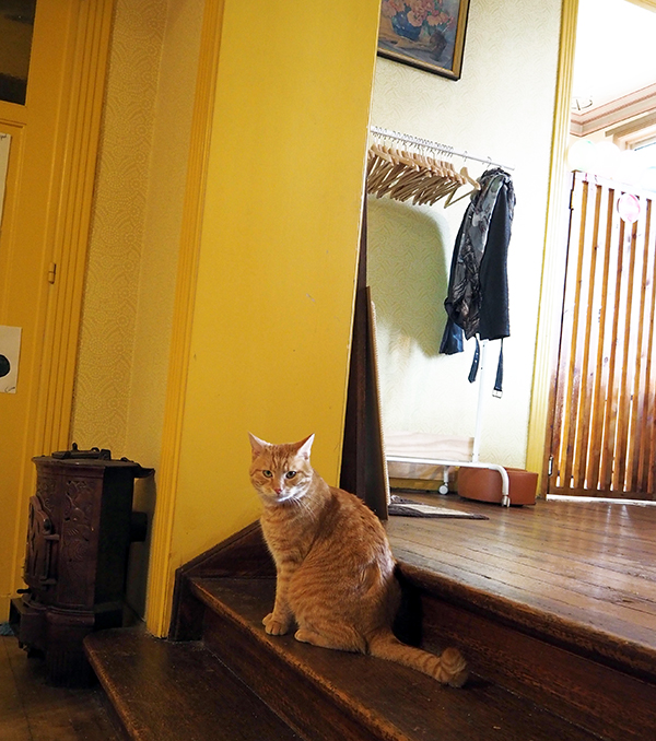 ginger cat cafe