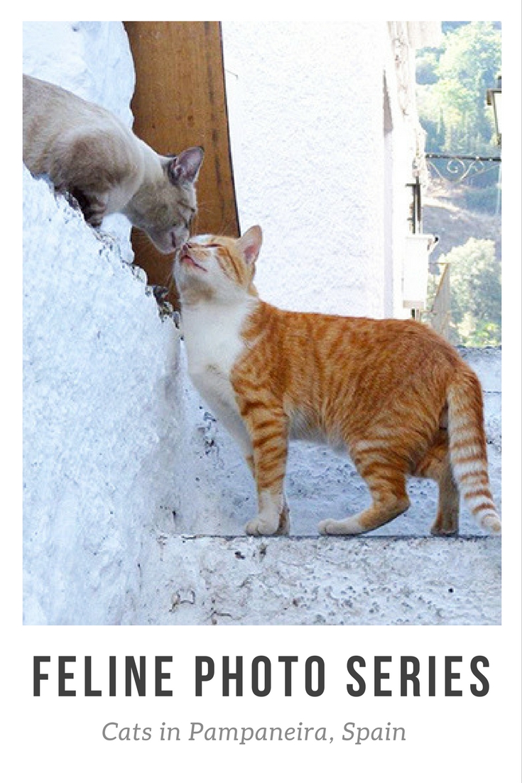 heartwarming cat pictures