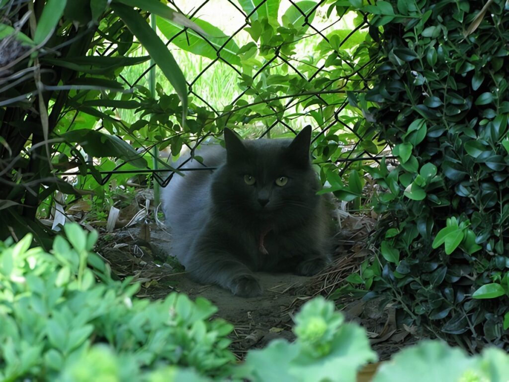 cat in Heule
