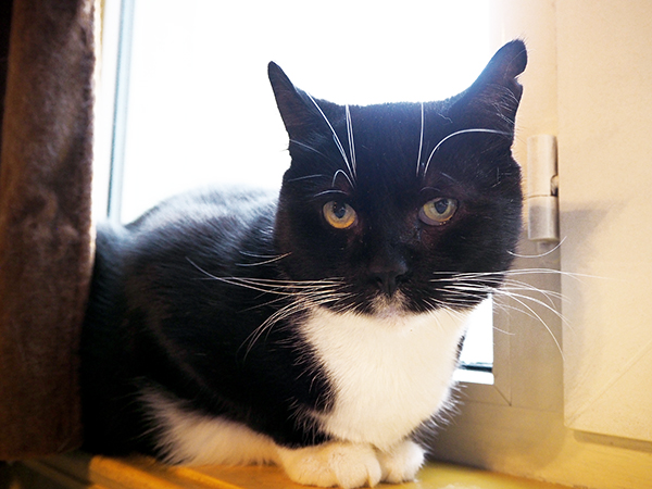 nyanpire