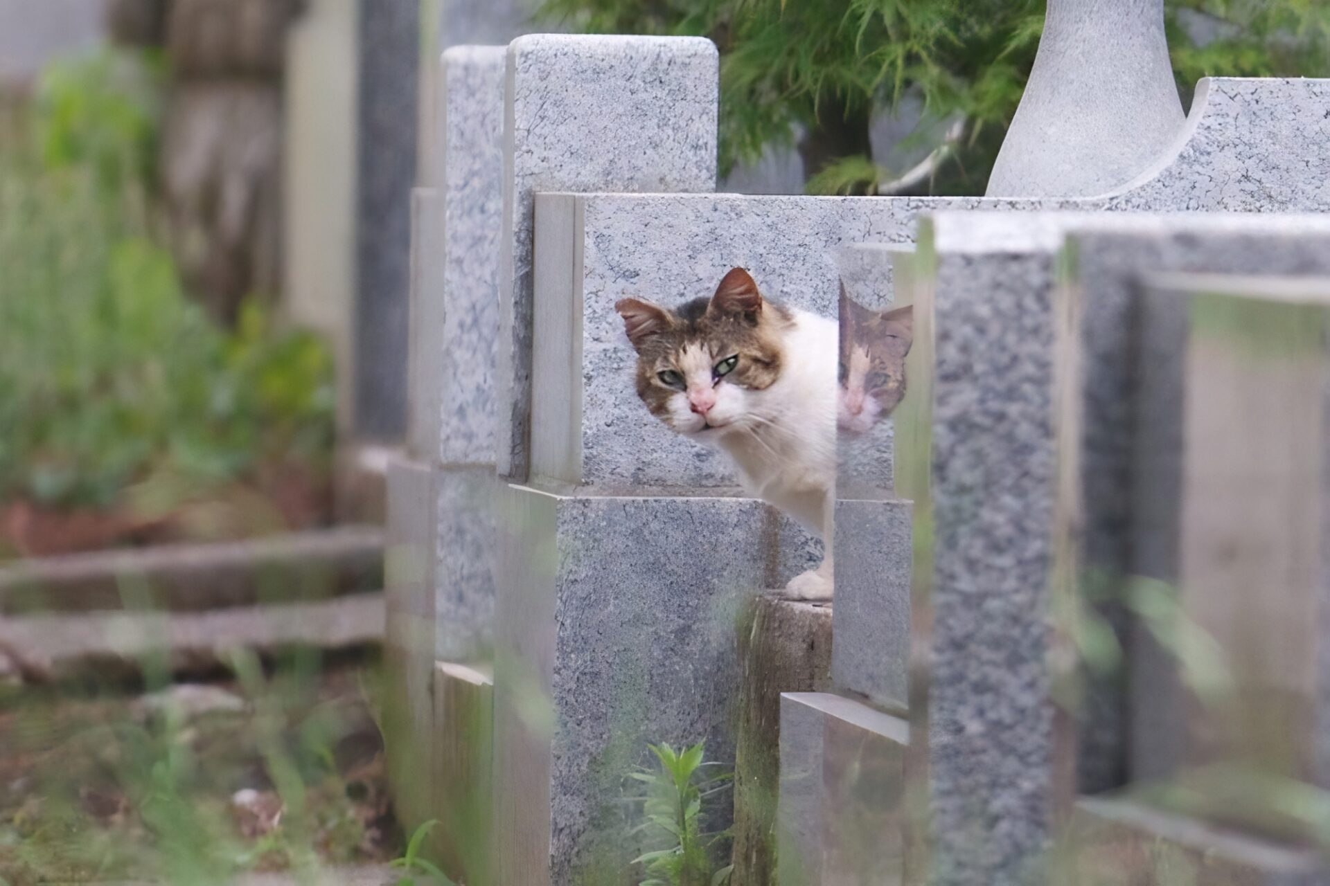 Aoyama Cemetery