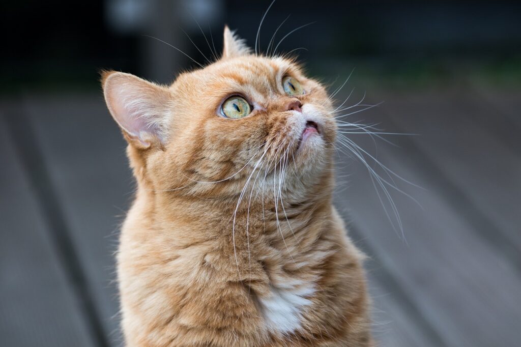 ginger cat whiskers