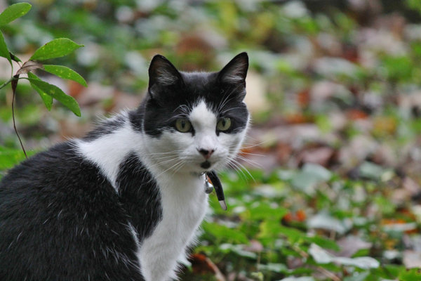 highgate cemetery cat