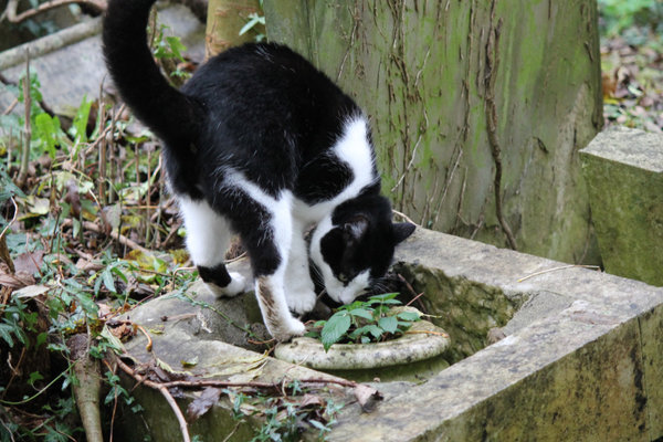 highgate cemetery cat