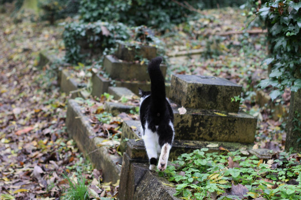 highgate cemtery