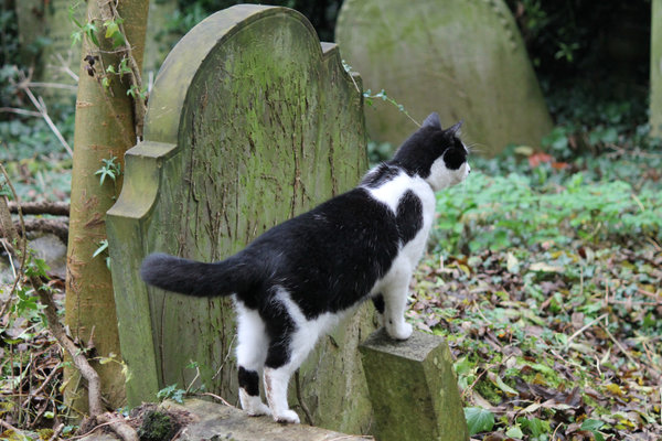 highgate cemetery england
