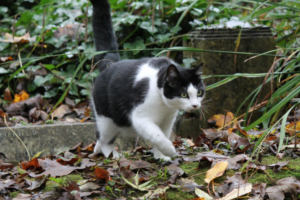 highgate cemetery cat