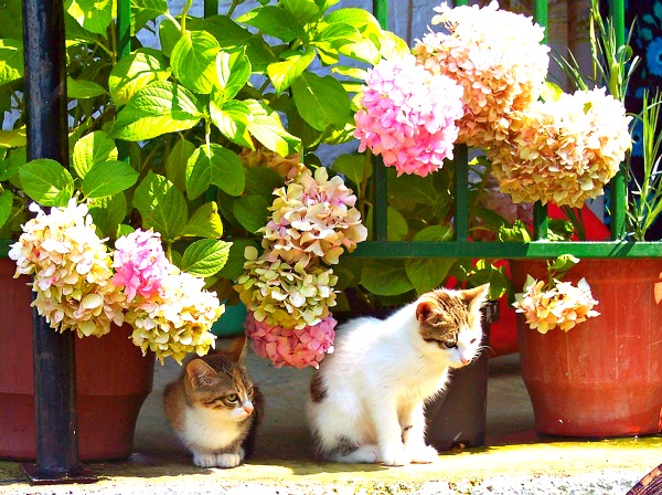 cats and hortensias