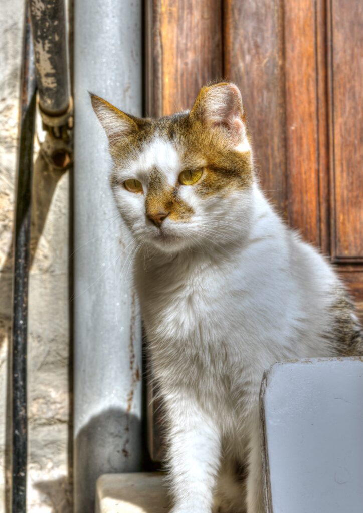 stray cat on Hydra island