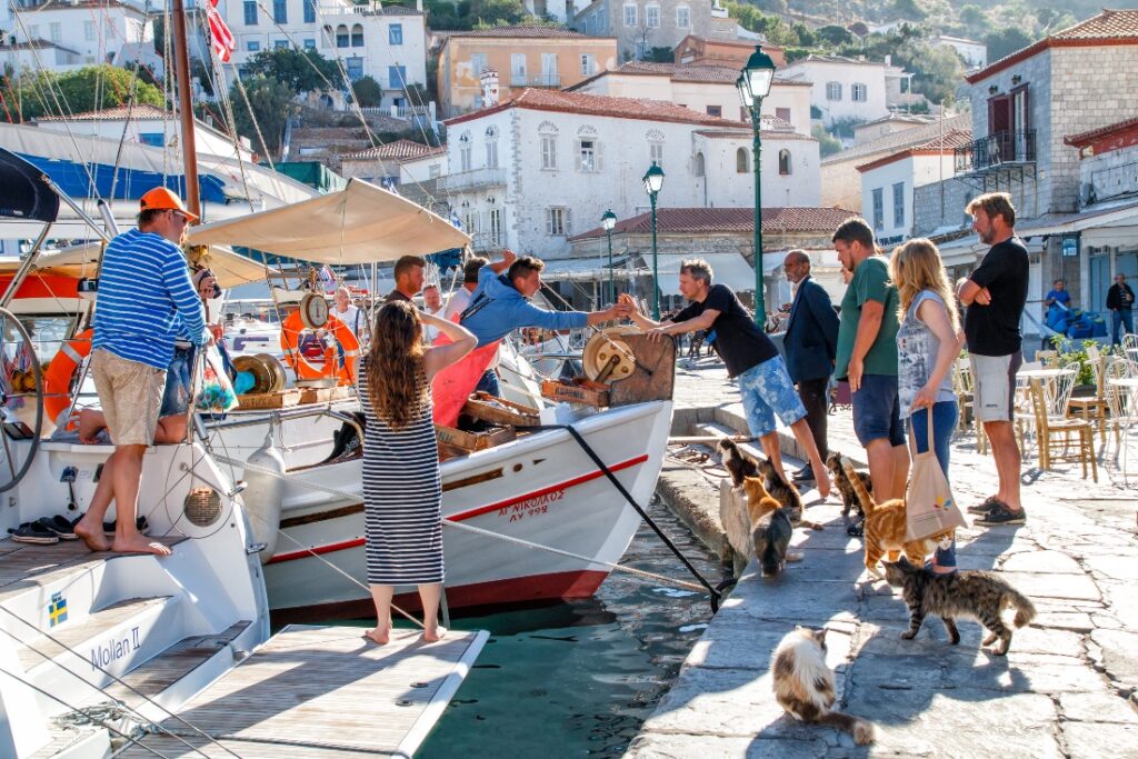 cats begging for food in Hydra Harbor