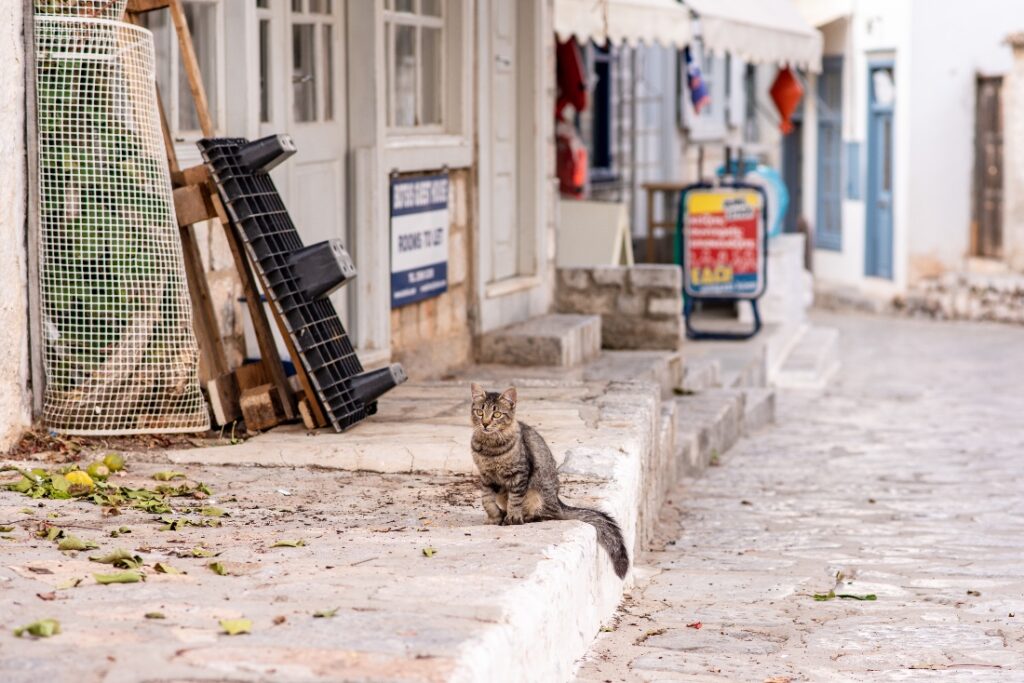stray cat on the island of Hydra