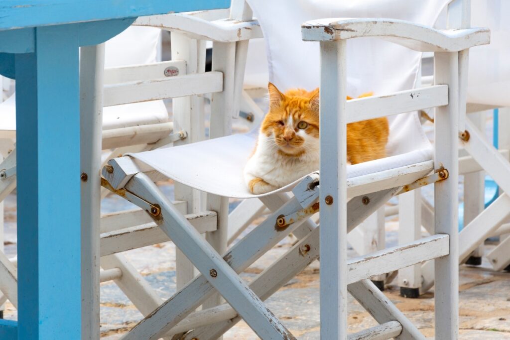 orange cat of Hydra island