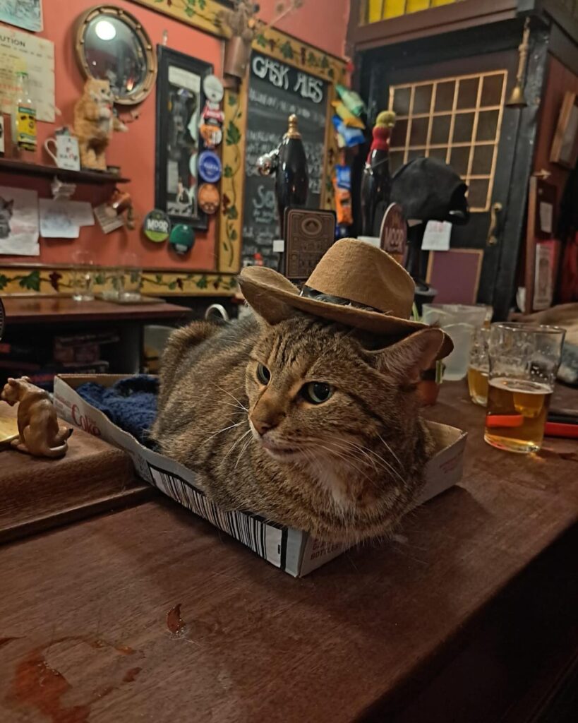 Bag O' Nails cats