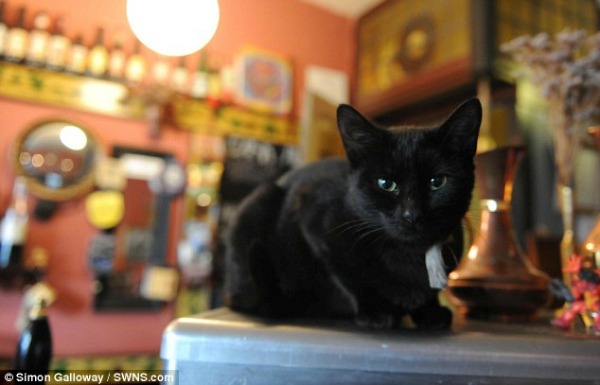 bristol cat pub