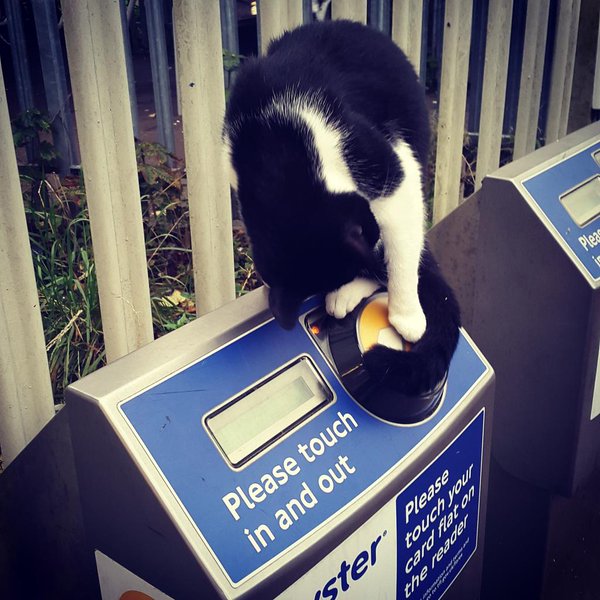 gipsy hill station cat