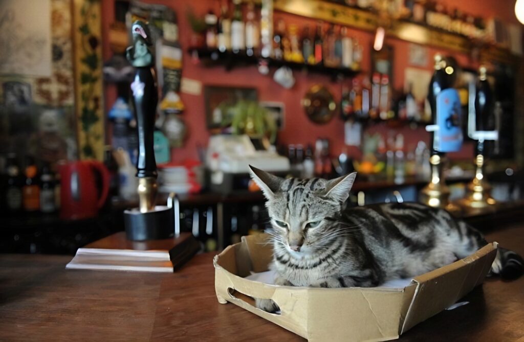 pub with cats Bristol