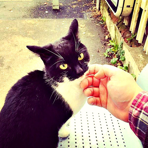 station cat gipsy hill