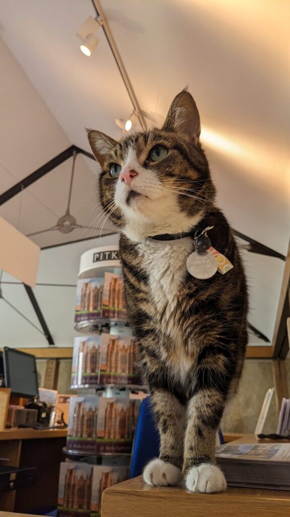 Basil the cat of Wells Cathedral