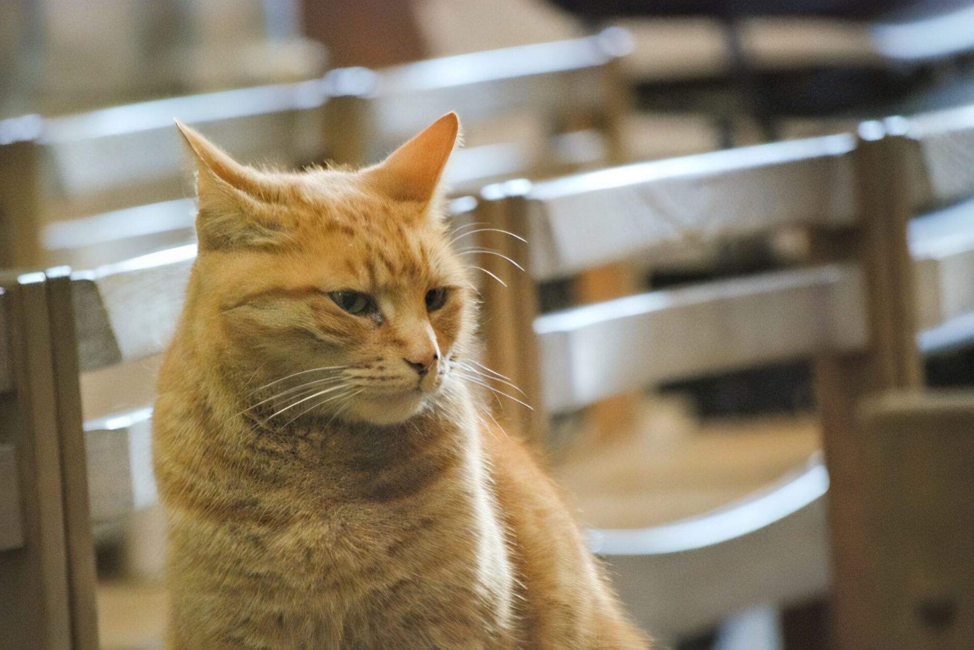 Louis the Wells Cathedral cat