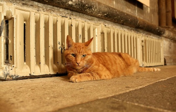 louis cat