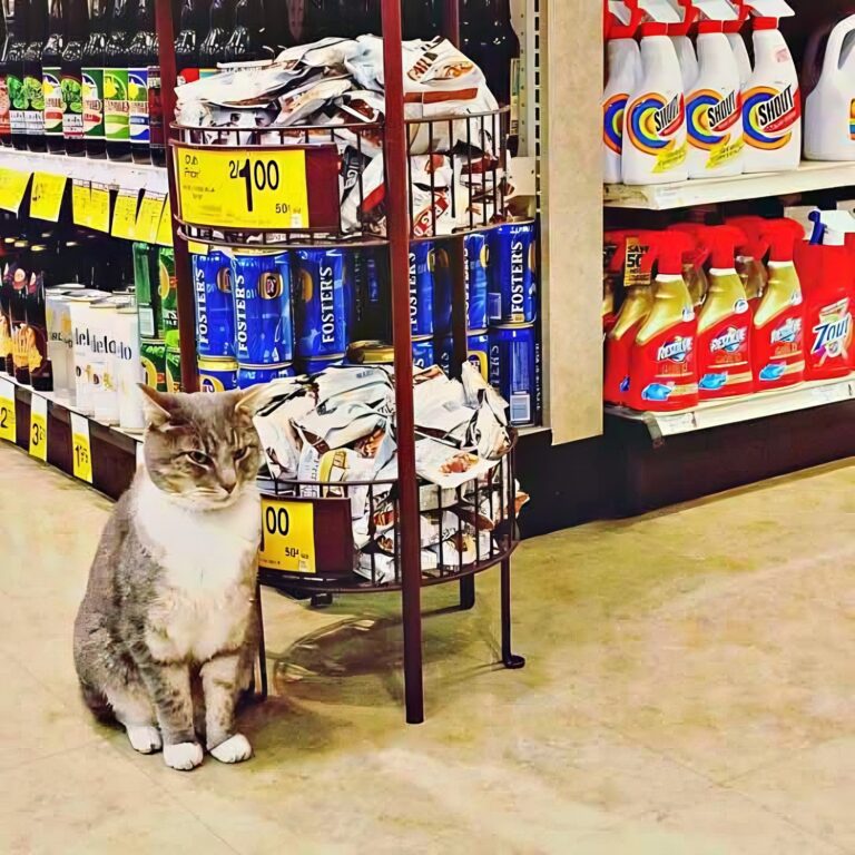 store cat Portland