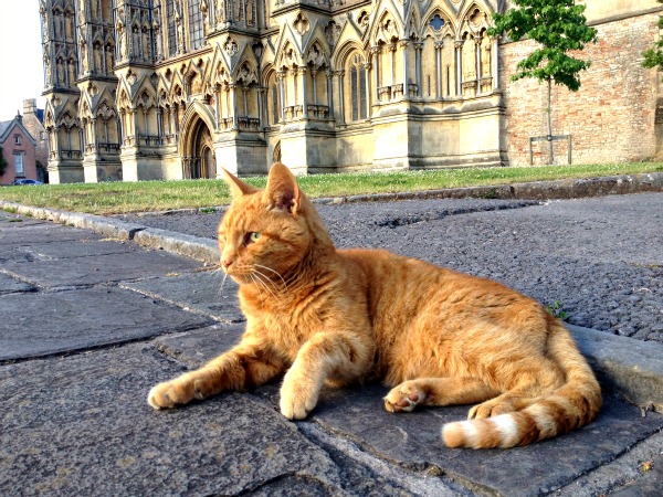 wells cathedral cat